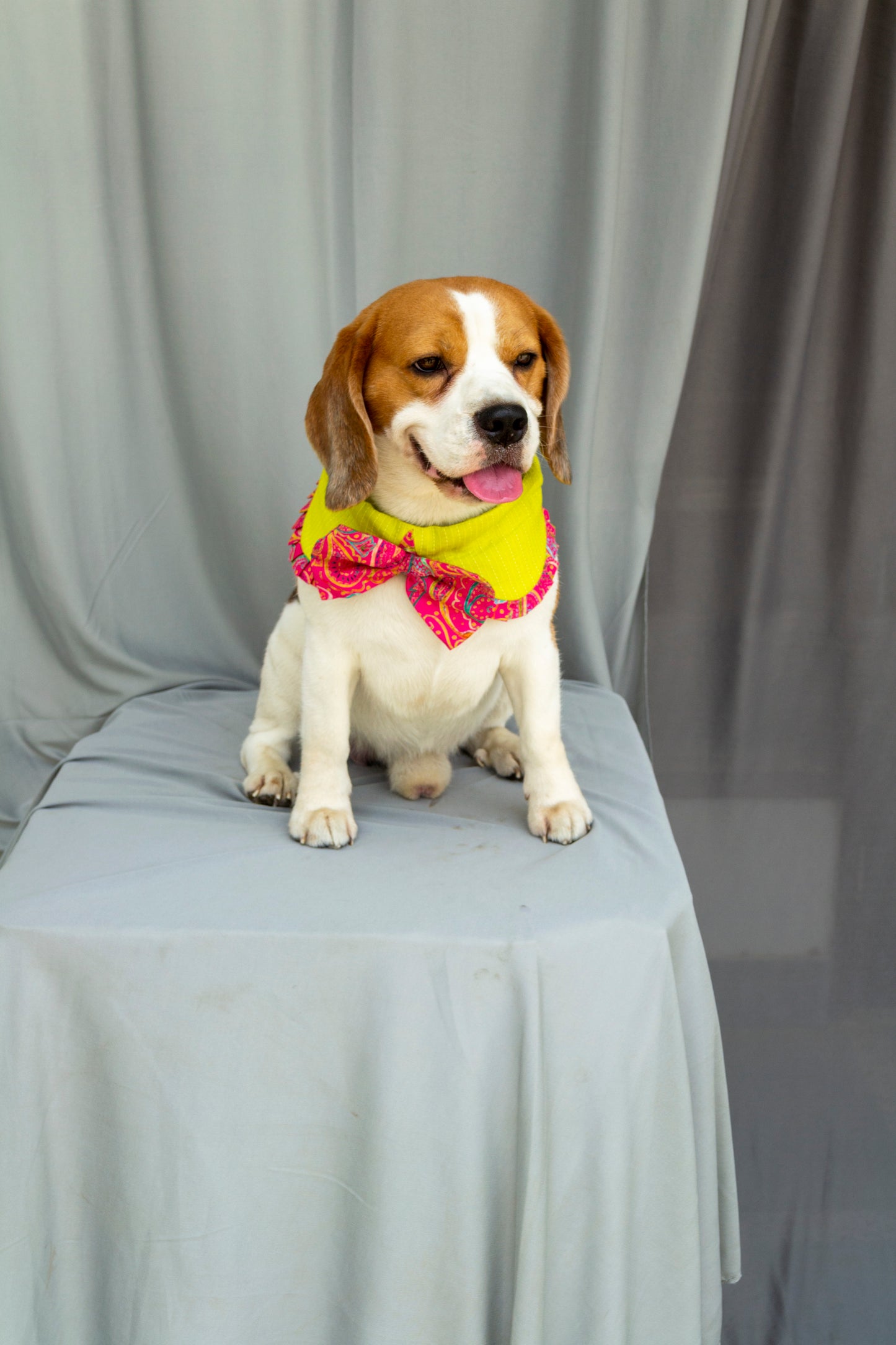 Green Collar Bow