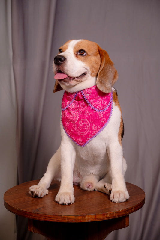 Pink Collar Bandana