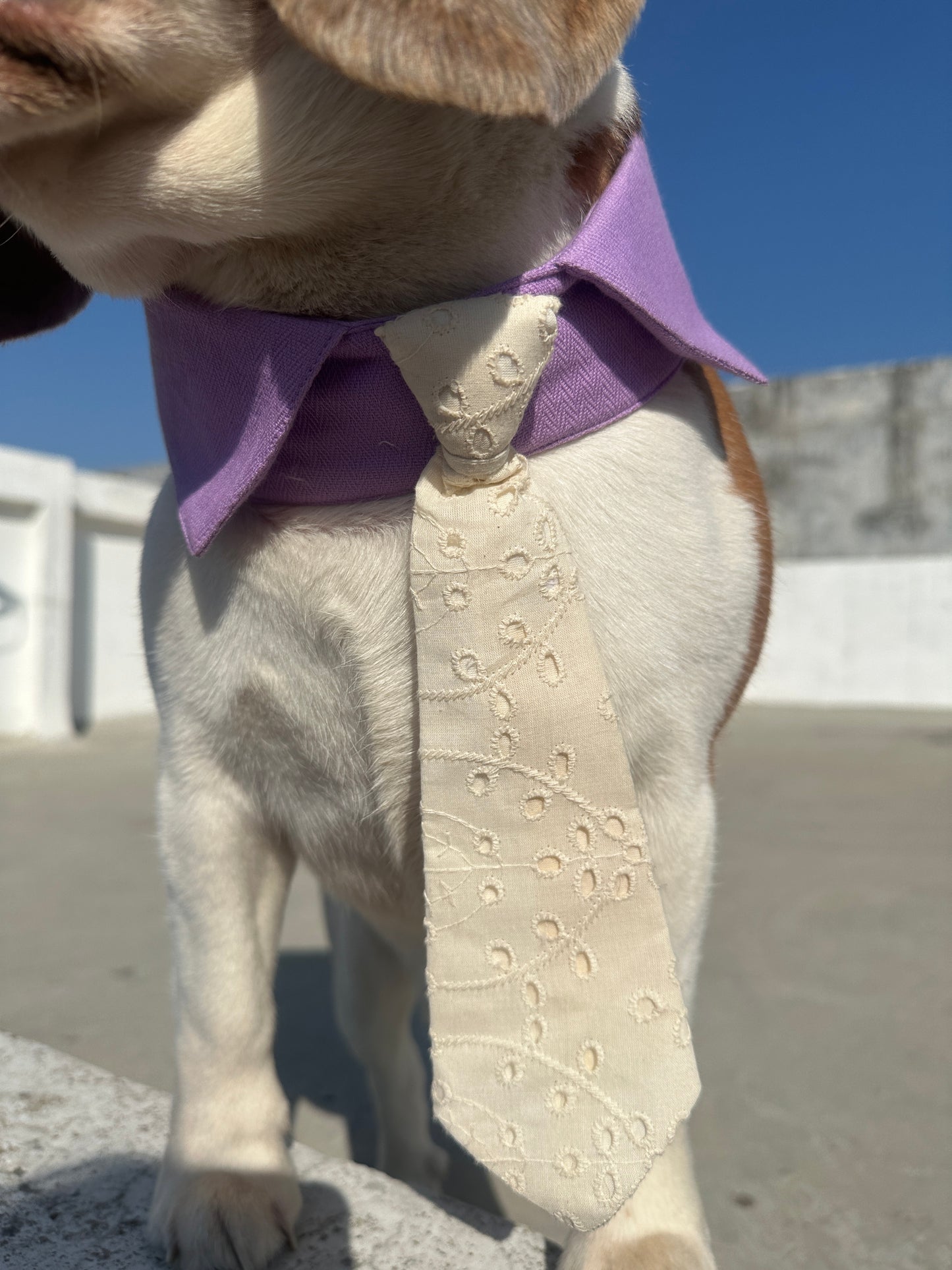 Lilac Collar Tie