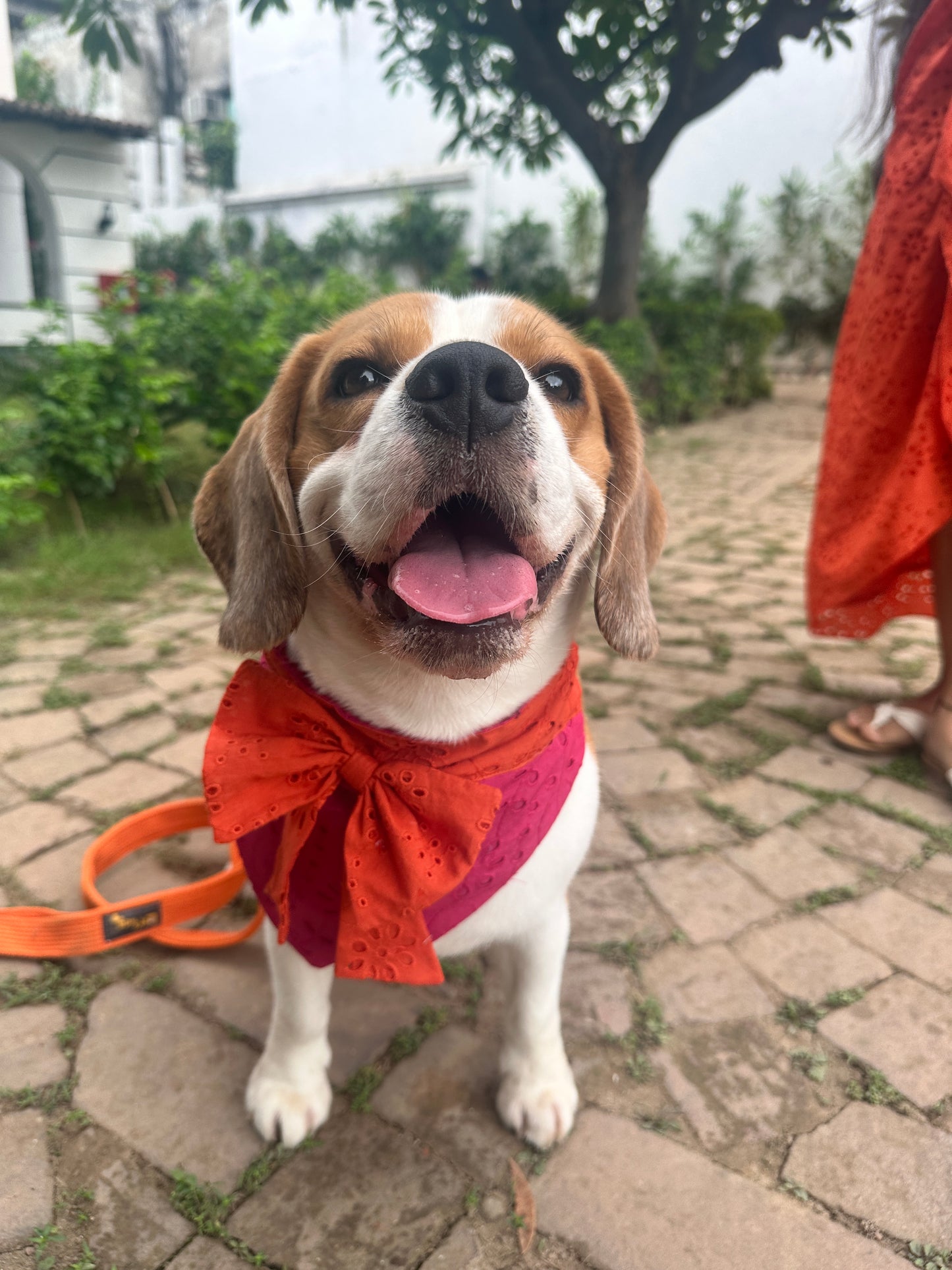 Rani Colour-blocked Bandana