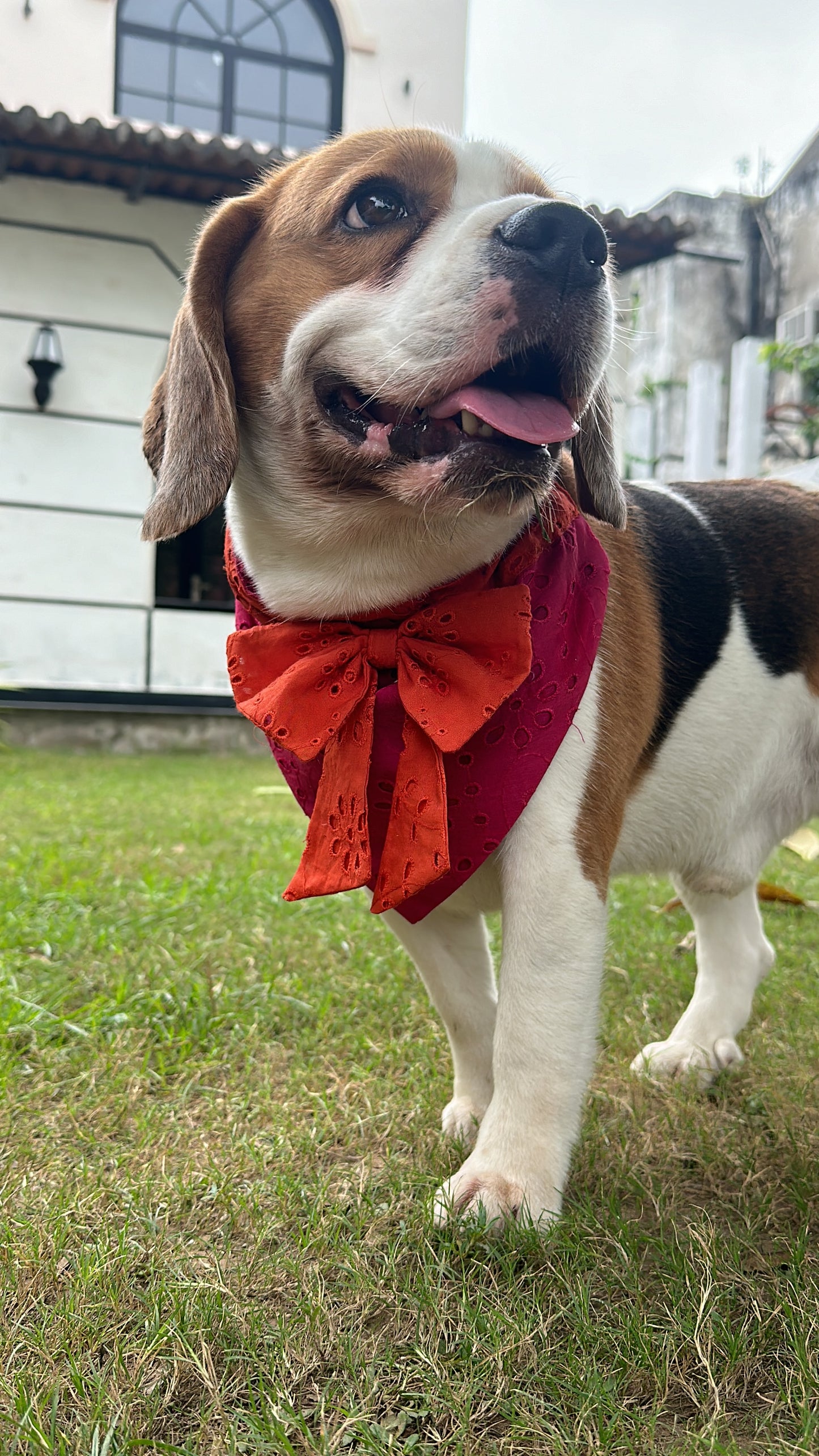 Rani Colour-blocked Bandana