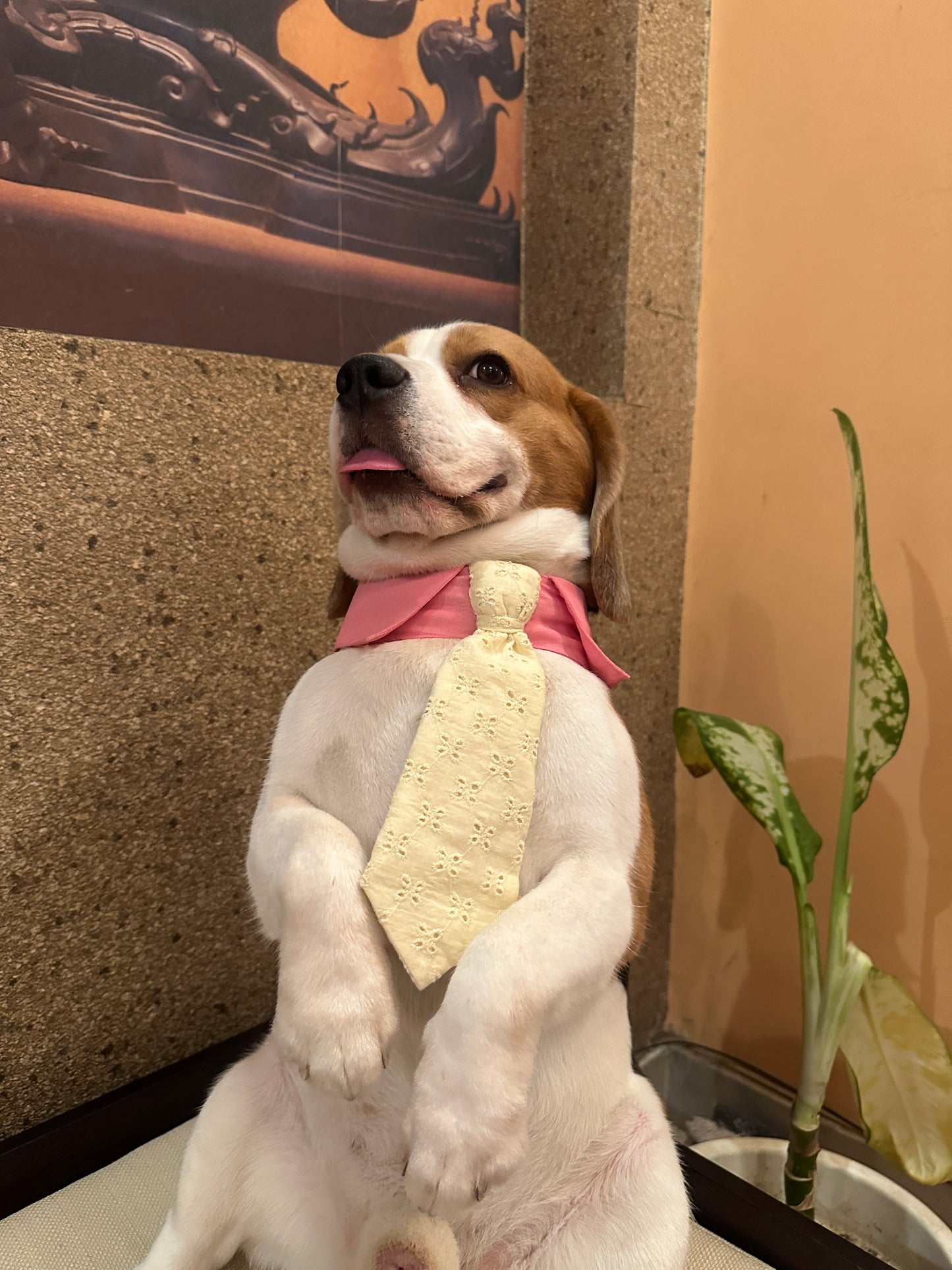 Pink Collar Tie