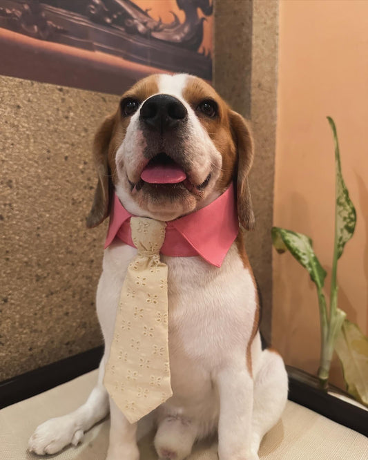 Pink Collar Tie