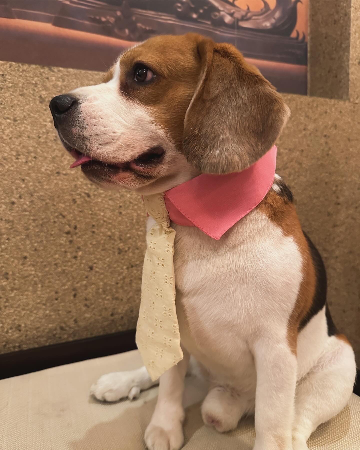 Pink Collar Tie