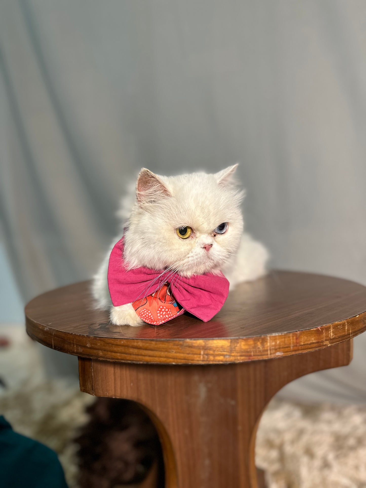 Pink Bow Collar