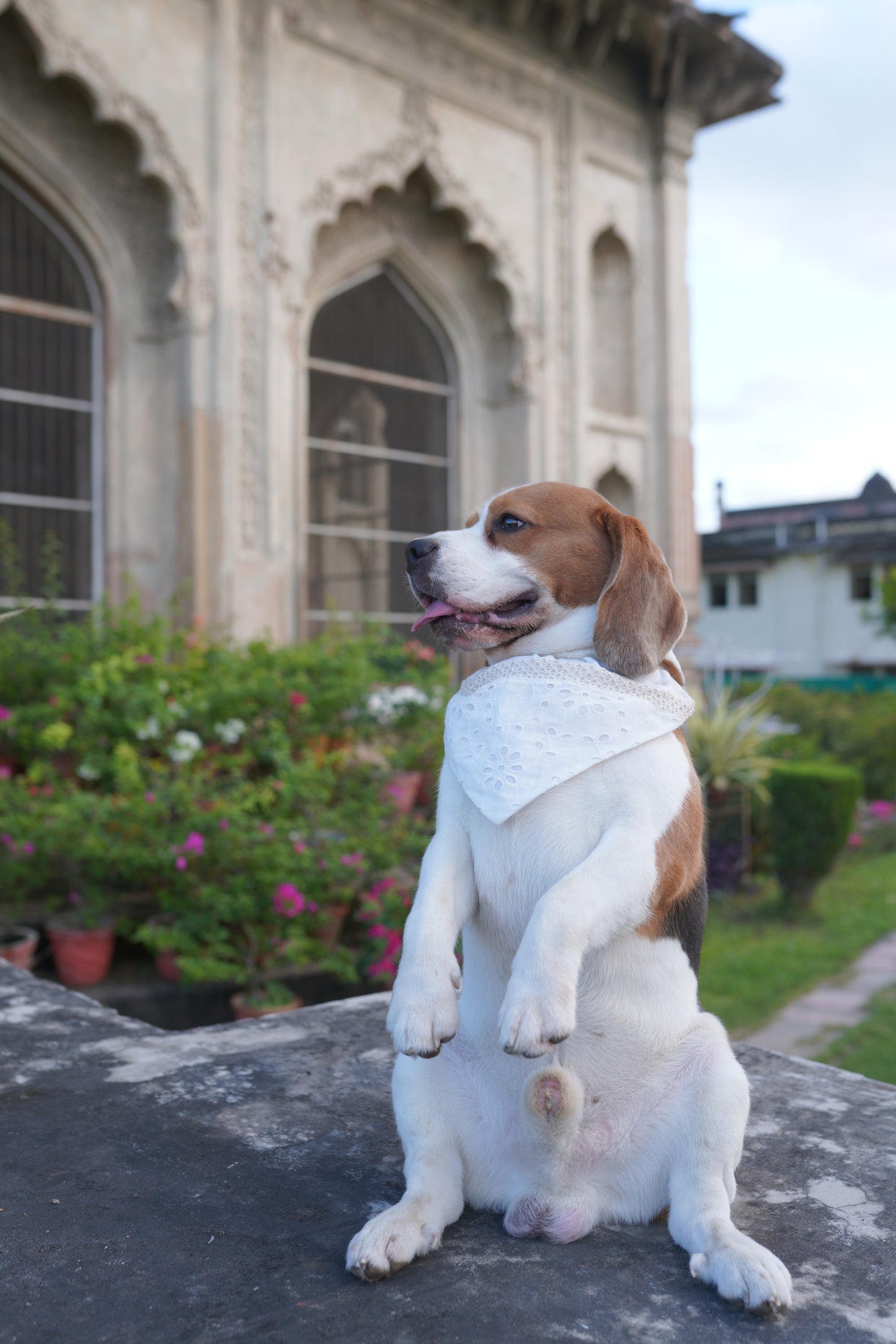 Ivory Bandana