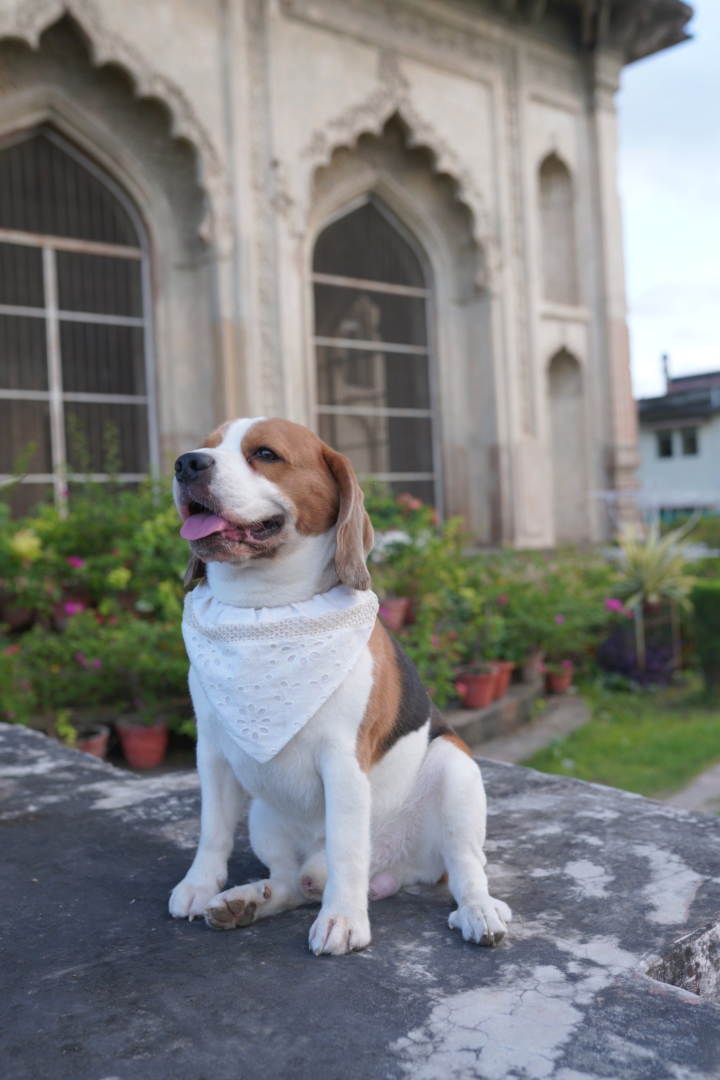 Ivory Bandana