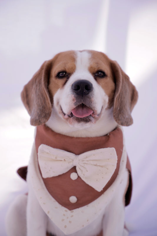 Brown Tuxedo Bandana