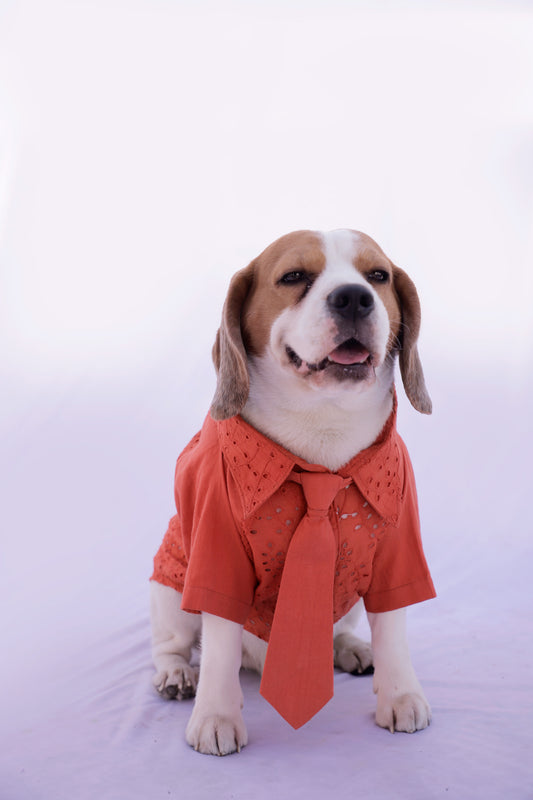 Tangerine Shirt with Tie