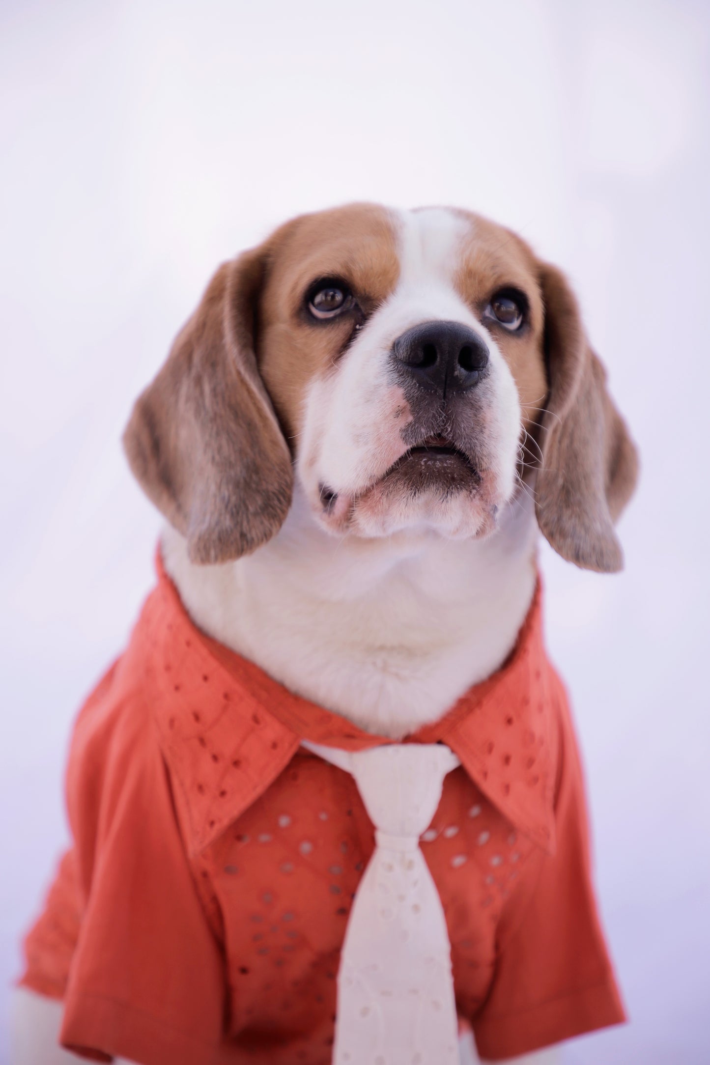 Tangerine Shirt with Tie