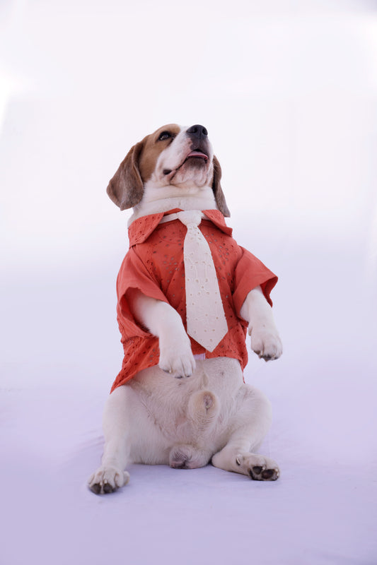 Tangerine Shirt with Tie