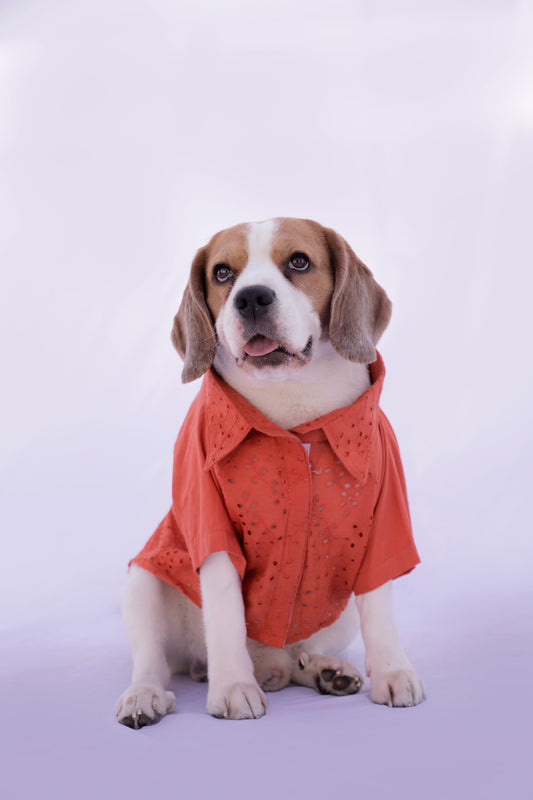 Tangerine Raglan Shirt