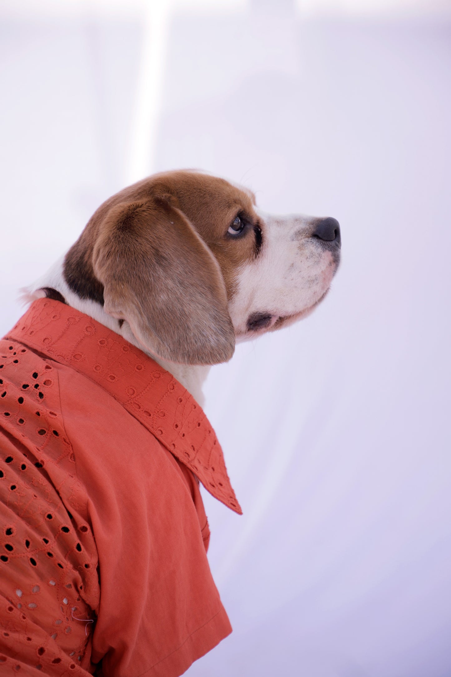 Tangerine Shirt with Tie