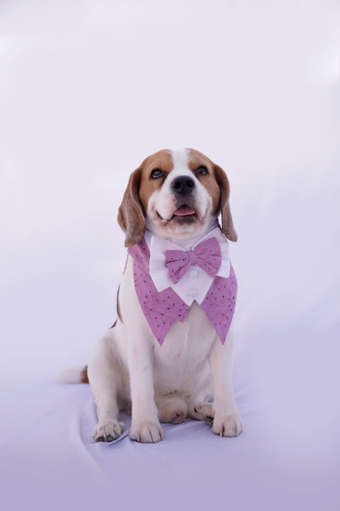 Lilac Tuxedo Bandana