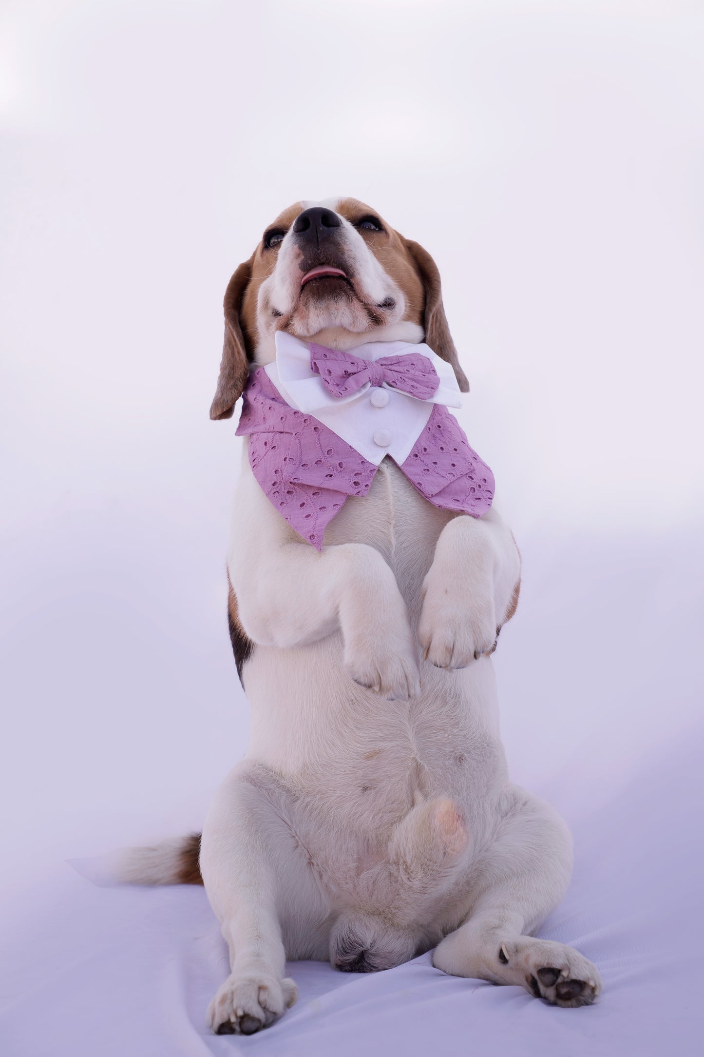 Lilac Tuxedo Bandana