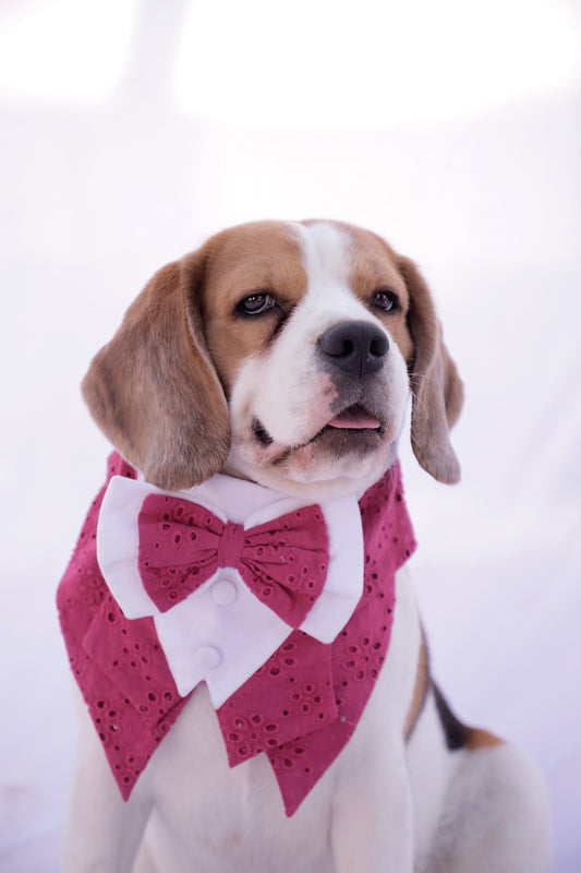 Rani Tuxedo Bandana