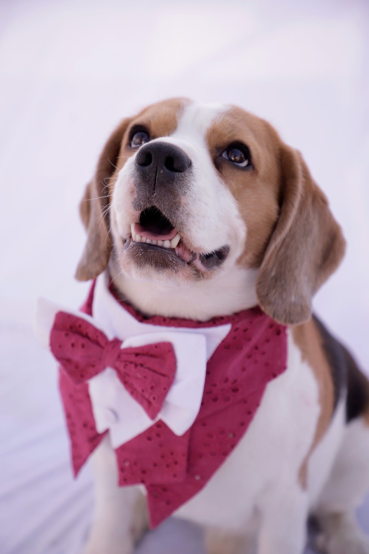 Rani Tuxedo Bandana