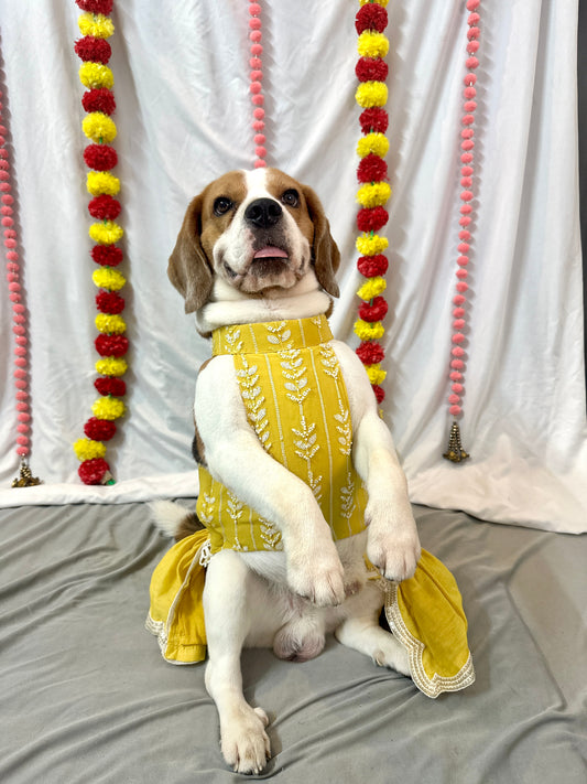 Yellow Lehenga Set